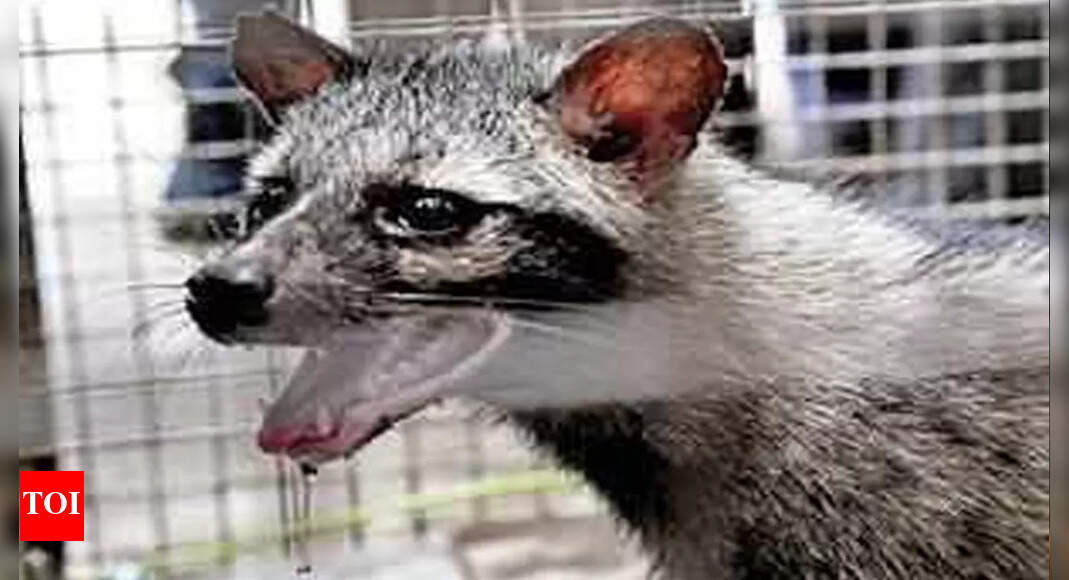 Rare civet cat rescued from Vijayawada colony Vijayawada News Times of India