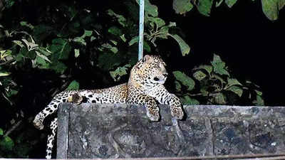 Mumbai: Leopard attacks woman, she fends it off with stick