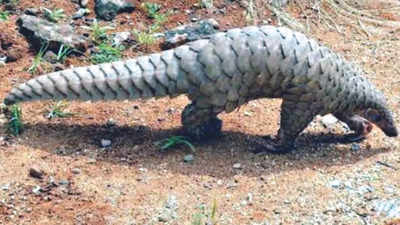 Madhya Pradesh: Pangolin rescued from well near Pench national park, radio-tagged and released in forest