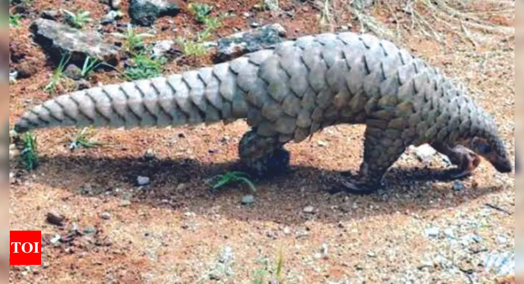 Madhya Pradesh: Pangolin rescued from well near Pench national park ...