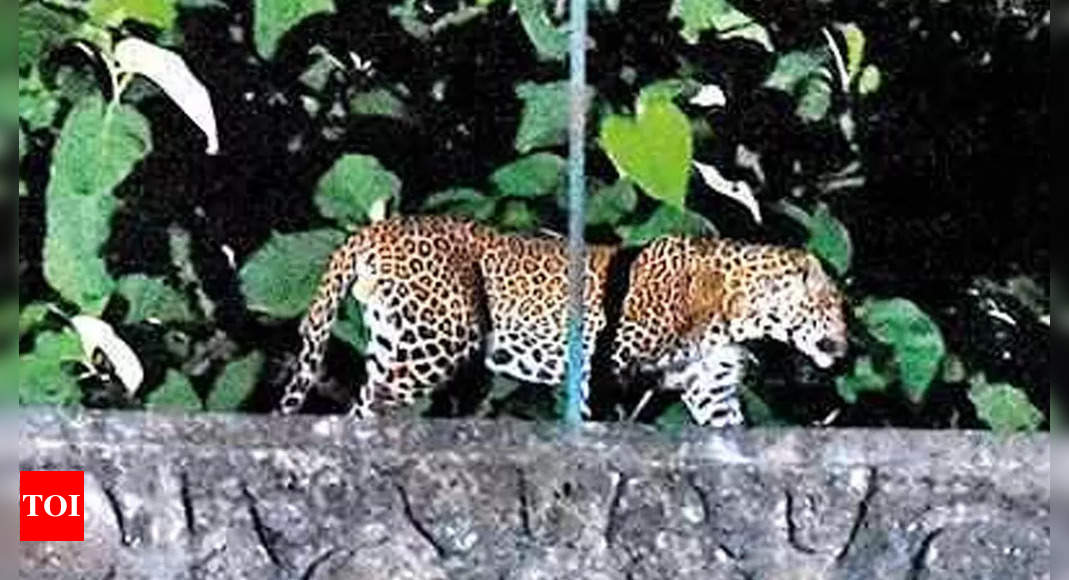 Fifth leopard attack in Aarey, traps laid for her