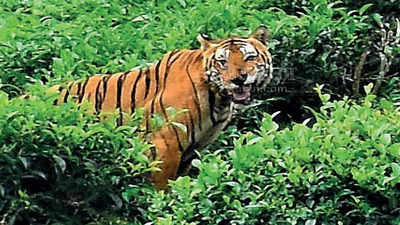 Tamil Nadu: Hunting order issued as man-eater kills 3rd victim