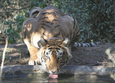 Activists move Madras high court against order to hunt Mudumalai's man-eater tiger