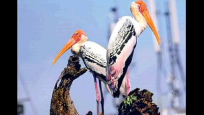 Kolkata: Winter guests arrive early, season’s first migratory birds fly into Rabindra Sarobar lake
