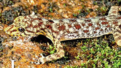 Jackie Chan & GoT in gecko finds in Western Ghats