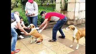 300 strays get vax with a bit of human aid in Mumbai | Mumbai News - Times  of India
