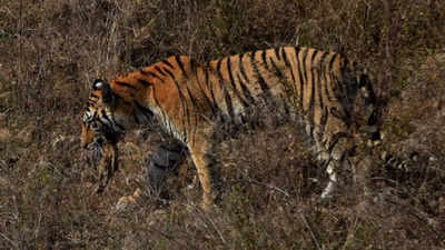 Maharashtra: Pench turns 250 hectares of concrete jungle into forest