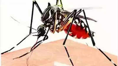 341 dengue cases in Delhi; 217 in September, highest in 3 years
