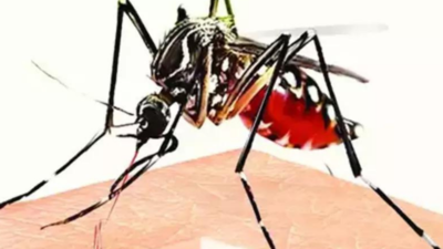 9 more down with dengue in Lucknow, larvae found in 27 houses