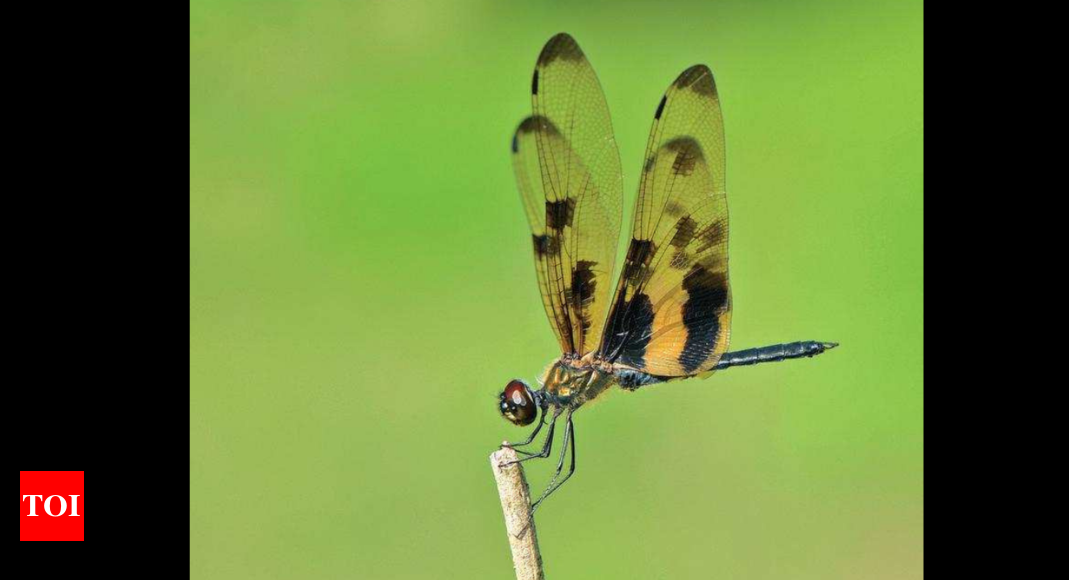 Goa has 108 recorded species of dragonflies & damselflies