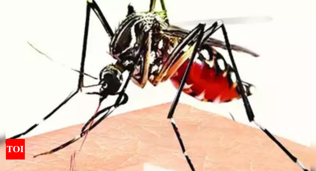 Dengue: Dengue Poses New Challenge For Punjab | Chandigarh News - Times ...