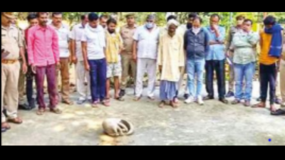 UP: Rare pangolin recovered from poachers in Bijnor, 15 arrested