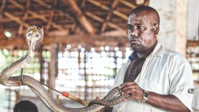 Irulas to educate rural folk in Tamil Nadu on handling snakes | Chennai  News - Times of India