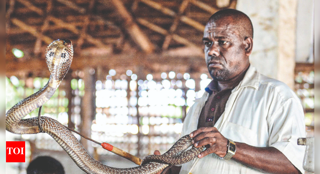 Irulas to educate rural folk in Tamil Nadu on handling snakes | Chennai ...