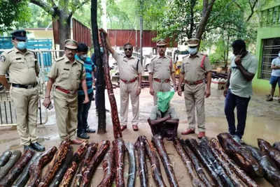 Task force arrest one smuggler and seized 53 red sanders logs