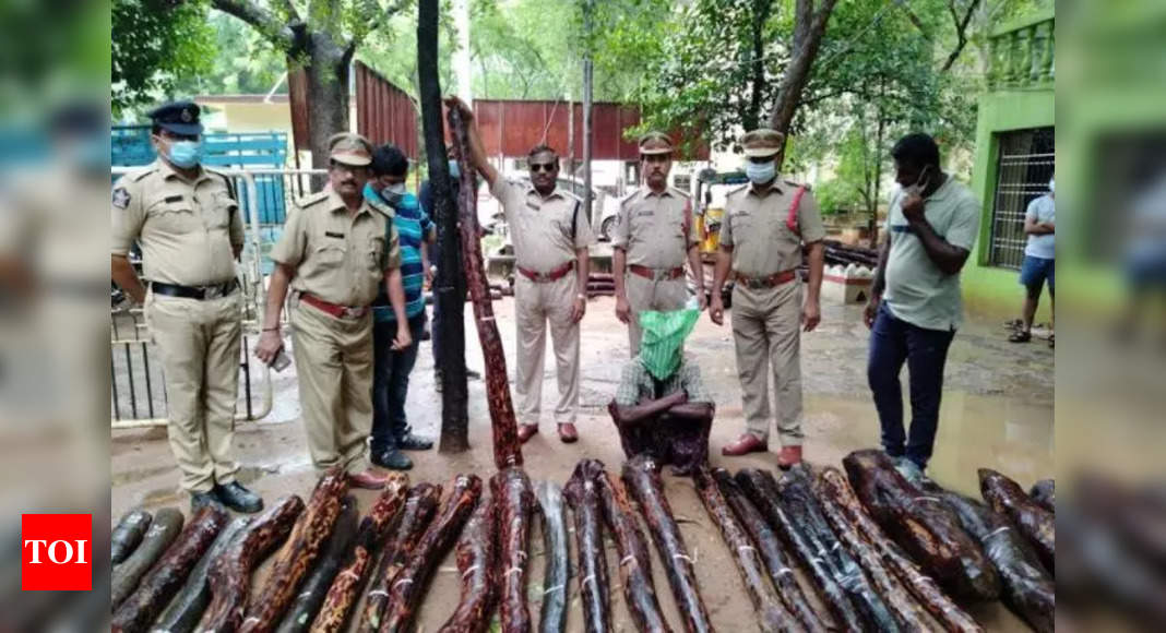 Task force arrest one smuggler and seized 53 red sanders logs ...