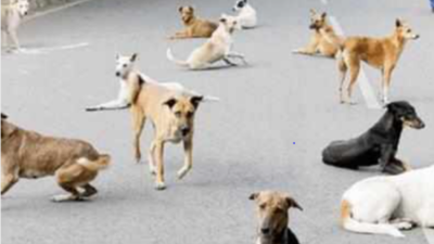 Rs 60,000 reward for dog killers' information in Manipur | Imphal News - Times of India Rs 60,000 reward for dog killers' information in Manipur | Imphal News - Times of India