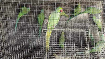 Owls, herons seized in raid at south Mumbai house