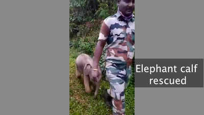 Orphaned elephant calf rescued by foresters in Tamil Nadu