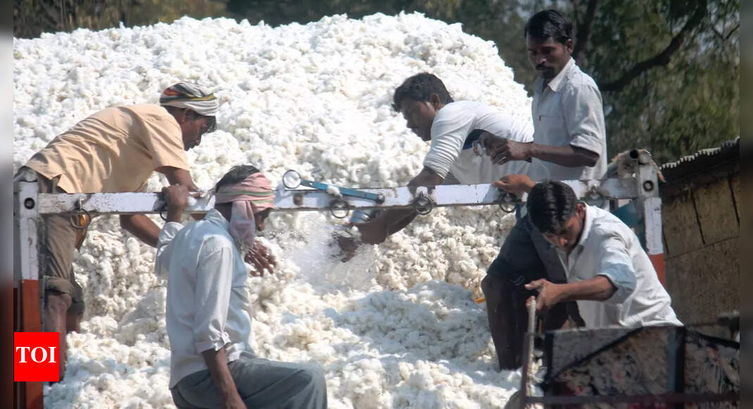 Cotton Cotton exports could fall as local demand rises Report Times of India