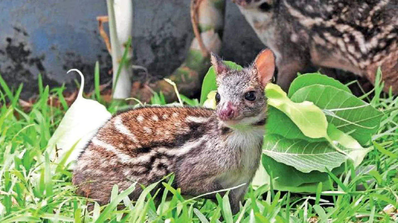 Zoo successfully breeds rare mouse deer in Chennai | Chennai News - Times  of India