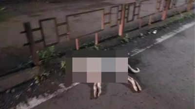 Maharashtra: Strays being poisoned in Ratnagiri? 27 carcasses found, 75+ dogs missing