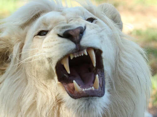 Life changing lessons you can take from a lion | The Times of India Life changing lessons you can take from a lion | The Times of India