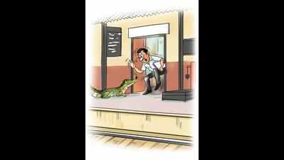 Croc comes to station master’s cabin