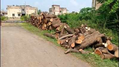 63 trees felled in Bhandara in violation of amended Act