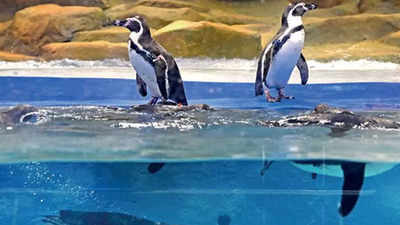 Mumbai: Byculla zoo may re-open after October 22, baby penguins top attraction