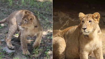 Delhi zoo: On Navratri, lion and lionesses named as Maheswar, Maha ...
