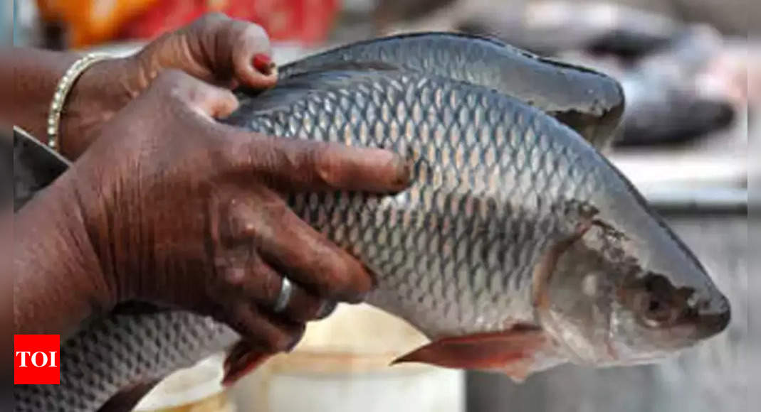 Chennai: Arrival, sale of fish down at Kasimedu