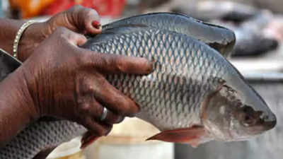Chennai: Arrival, sale of fish down at Kasimedu | Chennai News - Times of  India