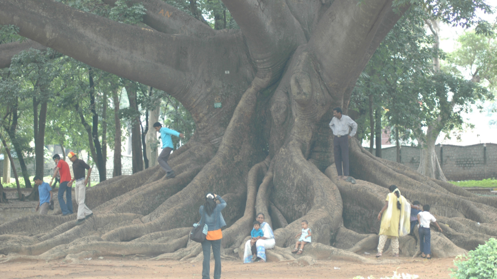 Lalbagh Botanical Garden The pride of Bengaluru The Times of India