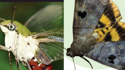 A hive of activity... 8-year survey identifies 338 moth species in Delhi