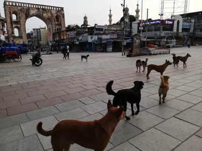 A few rogue stray dogs are causing trouble