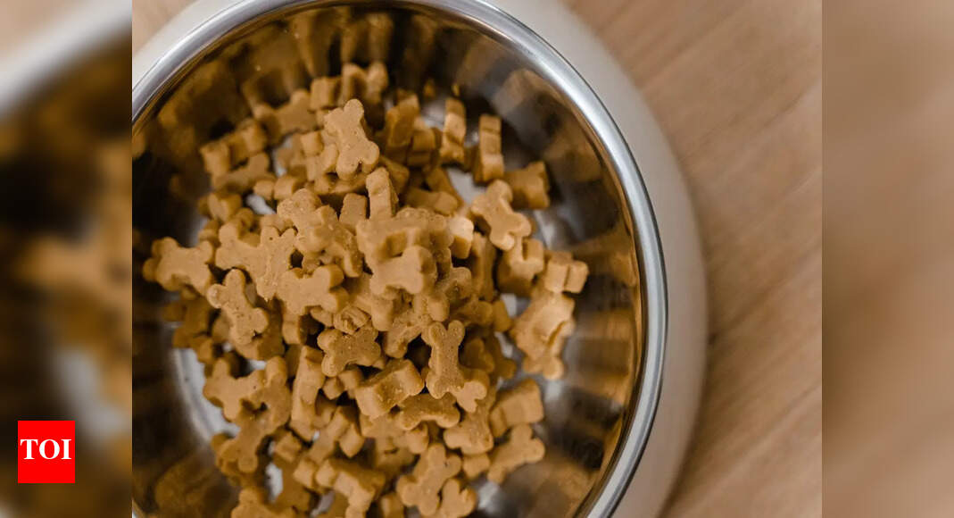 Dog food for active dogs Meet the nutritional needs of your active