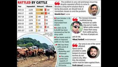 VMC faces uphill task of clearing roads of cattle