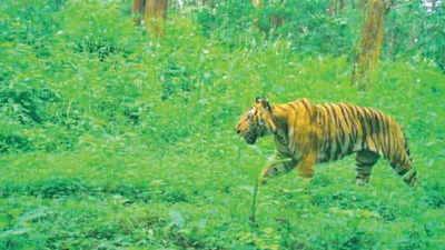 Tamil Nadu: Tiger caught on camera trap, escapes after dodging dart