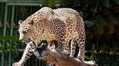 Maharashtra: 2nd leopard sighting in Badlapur causes panic