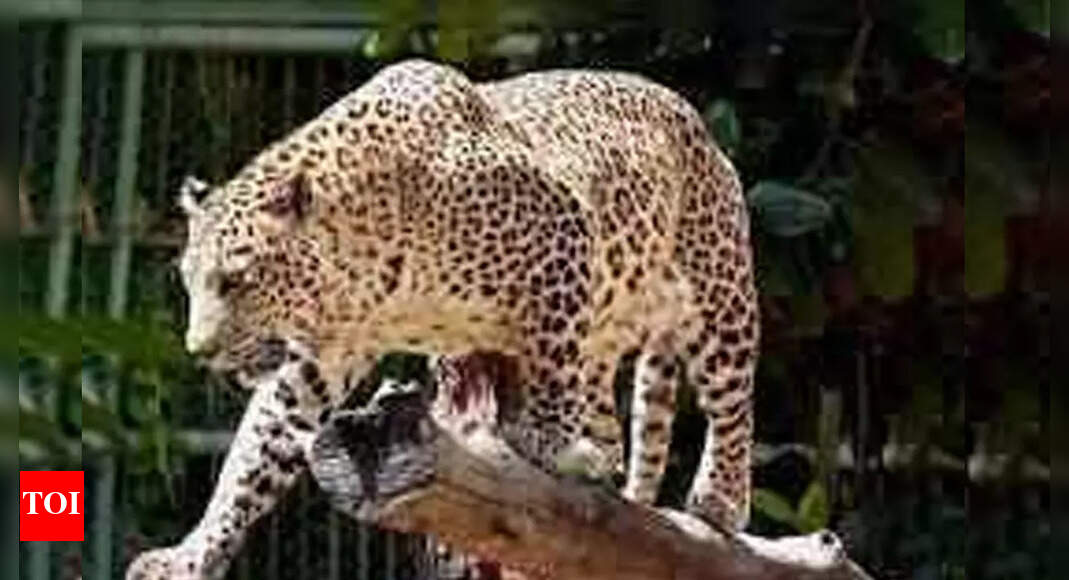 2nd leopard sighting in Badlapur causes panic 2