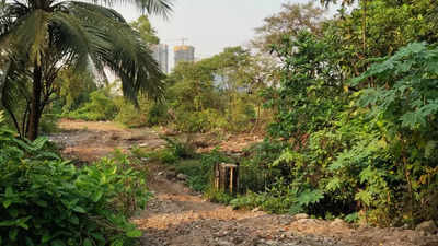 Navi Mumbai: More trees destroyed at MIDC plot at Mhape Naka, complain activists