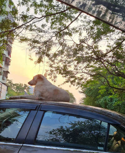 stray enjoying the sunset from a rooftop