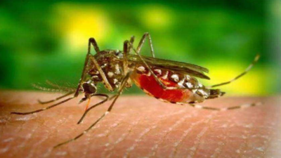Teen dies of dengue in Lucknow: First victim this year
