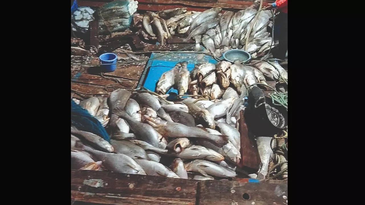 Gujarat: Una fisherman hits jackpot with prized croacker catch worth Rs 2  crore