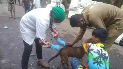 Bmc: Over 3,000 stray dogs in Mumbai get anti-rabies jab | Mumbai News ...