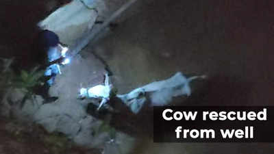 Hyderabad: Rescue team travels 130 km to pull out a cow from 60-ft deep well