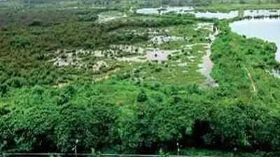 Navi Mumbai: Uran civic body fined for damaging mangroves