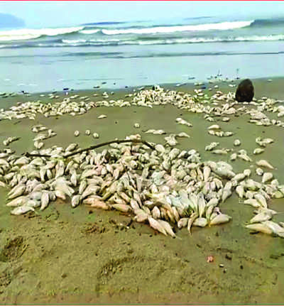 Citizens baffled as shoals of dead fish wash ashore at Goa's Miramar
