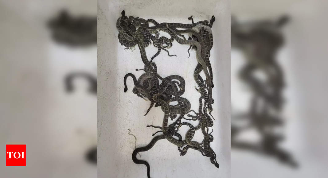 More than 90 snakes found under Northern California home